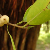 Ficus microcarpa L.f.